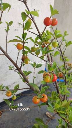 Fruit plants (පලතුරු පැල )