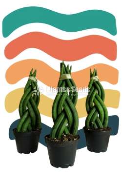 Sansevieria cylindrica (Twister)