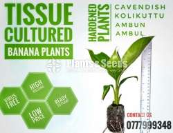 Banana Plants (Tissue culture)