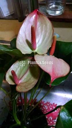 Safari,Flash,Maxima Anthurium Package