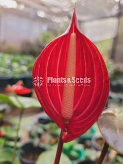 Safari,Flash,Maxima Anthurium Package