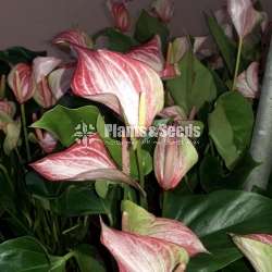 Livium anthurium (ලිවියම්)