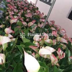 Livium anthurium (ලිවියම්)