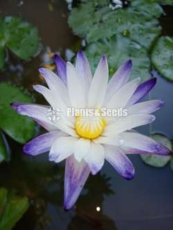 Purple joy water lily 