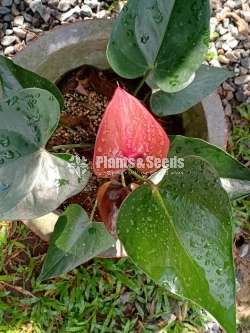 King brown Anthurium