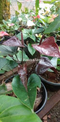 Bankok and Lady jane Anthurium