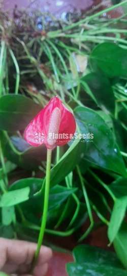 Bankok and Lady jane Anthurium