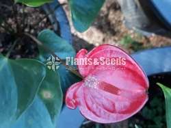 Anthurium mother plants