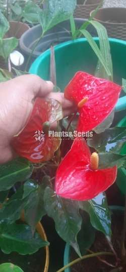 Anthurium Red champion and Good luck 