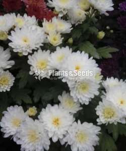 Kapuru flower plants