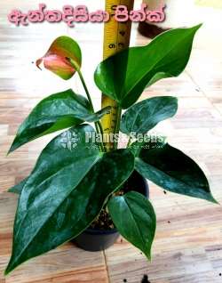 Anthurium Package 