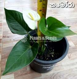 Anthurium Package 