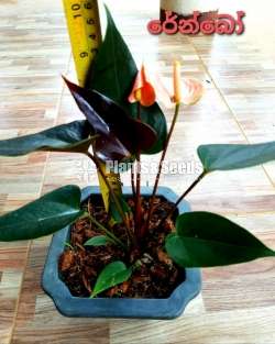 Anthurium Package 