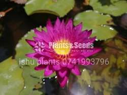 Water lillys for sale