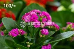 Kalanchoe Succulent