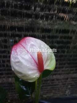 Anthurium Package