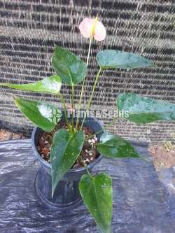 Anthurium Package