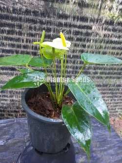 Anthurium Package