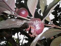  Guava fruit ( Psidium rufum)