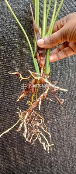 Anthurium Seed Plants (Lady Jane)