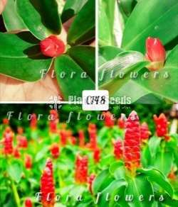 Costus Woodsnoii (Red Button Ginger)