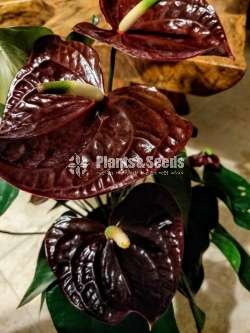 Love Black,Araman Black ,Melito Anthurium