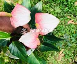 Anthurium Packages