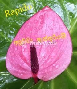 Lady Jabe Anthurium 