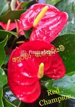 Lady Jabe Anthurium 