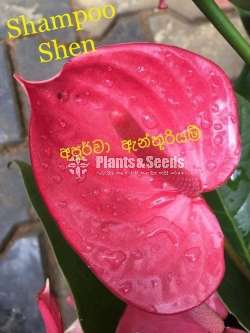 Lady Jabe Anthurium 