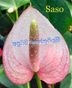 Lady Jabe Anthurium 