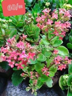 Kalanchoe Succulent