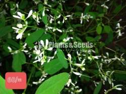 විසිතුරු මල් (Flower Plants)