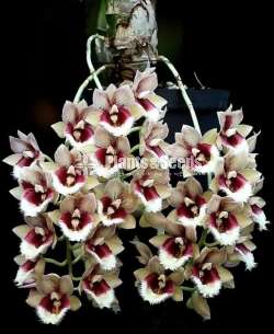 Catasetum penang waltz Orchid