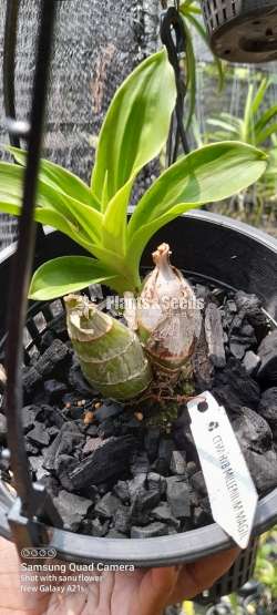 Catasetum millennium magic Orchid