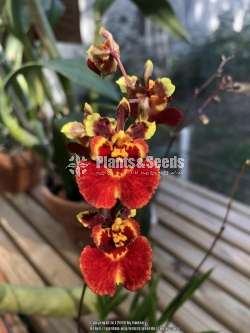 Tolumnia orchid (ටොලුමිනා )