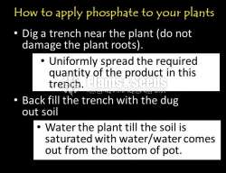 Rock Phosphate Powder 