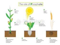 Rock Phosphate Powder 