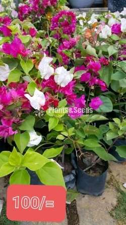 Bougainvillea plants for sale