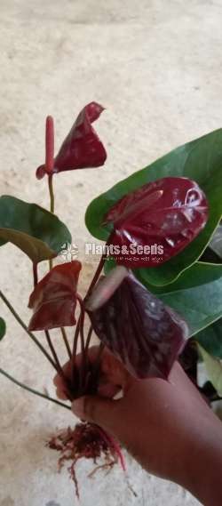 Anthurium Beauty black mother plants