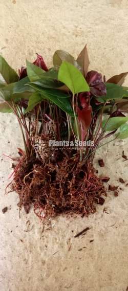 Anthurium Beauty black mother plants