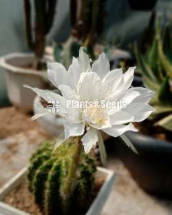 Cactus plants / Seed plants