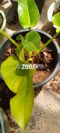 Philodendron