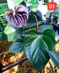 Anthurium Black