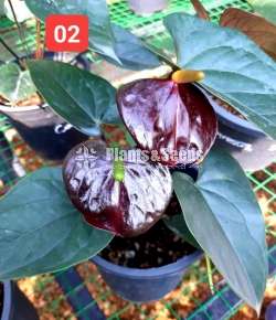 Anthurium Black