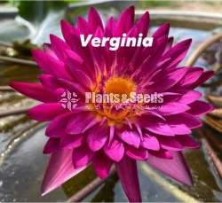 Verginia  Water plat