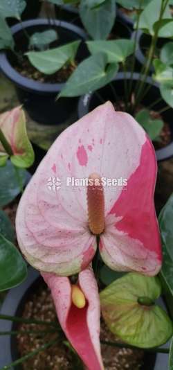 ANTHURIUM