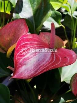 ANTHURIUM