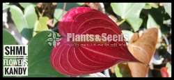 ANTHURIUM