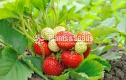 Strewberry Plants 